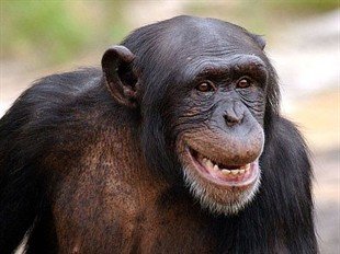 Chimpanzees' behaviour compares favourably with Australian bosses, according to research.